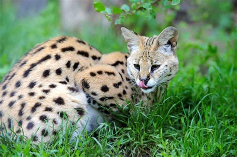 Serval Cat Felis Serval Stock Photo Image Of Grass 64020746