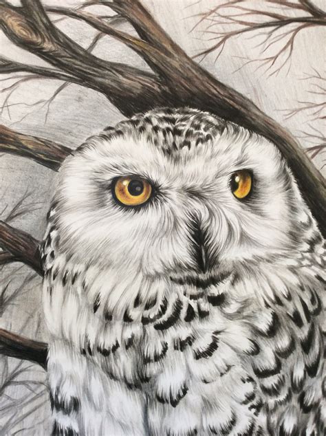 Snowy Owl Drawing Original Owl Pencil Art Birds Of Prey Art Etsy