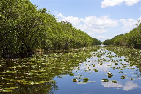 Everglades Swamp In Florida Lewis Longman And Walker Pa