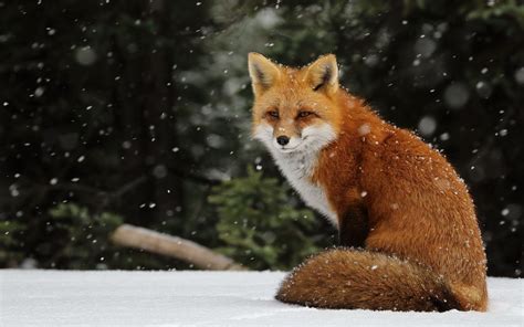 50 Red Fox Desktop Wallpapers Download At Wallpaperbro Fox In Snow