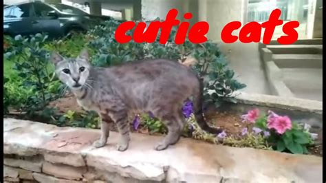 Lovely Cats Cutie Cats Youtube