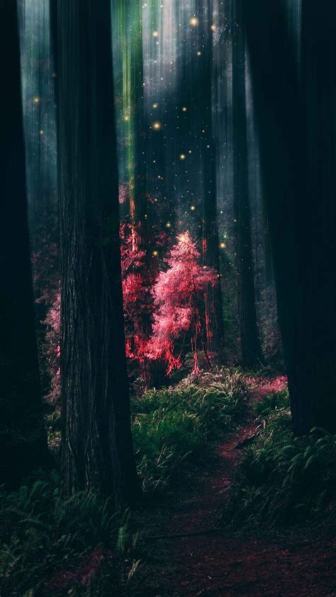 Magical Forest Iphone Wallpaper Iphone Wallpapers