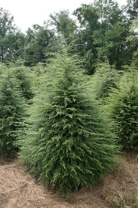15 Best Evergreens For Shade Images In 2020 Evergreens For Shade