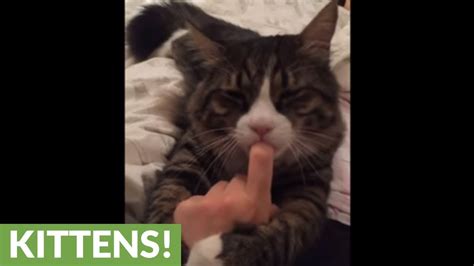 Cat Sucks Owners Finger Before His Nap Time Youtube