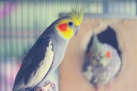 8 Best Pet Birds For Busy People