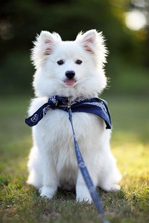 40 Best White Dog Names For A Cute Puppy From Albus To Whitey