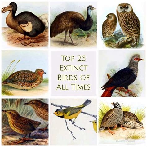 Top 25 Extinct Birds From Millions To Zero Greenstories