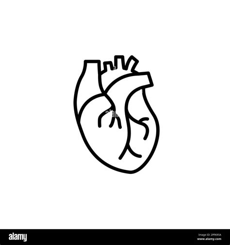 Corazón Humano Vector Médico Desease Anatomía Del órgano Cardiovascular