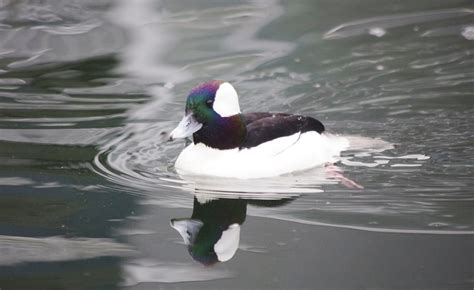 Bufflehead Duck Flickr