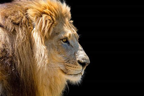 Lion Profile Stock Photos Pictures And Royalty Free Images Istock