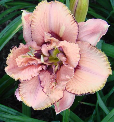 Small Double Daylily Hemerocallis Baubles And Beads Salter 2007