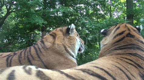 Tigers Lions Cubs Felines Animals Wildlife Stock Footagecubs