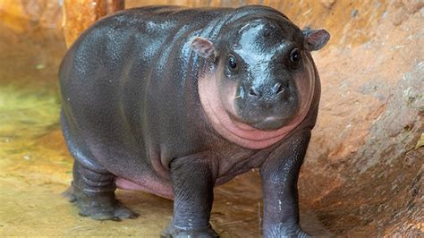 Cute Alert Baby Pygmy Hippo Makes Debut At Zoo Miami
