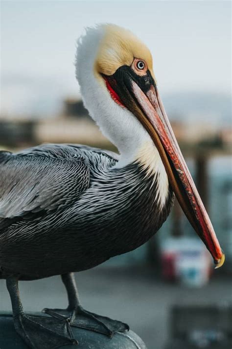7 Pelican Symbolism And Spiritual Meanings