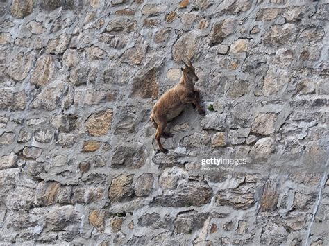 Gravity Defying Wild Ibex Goat Climbing On The Famous Cingino Dam In