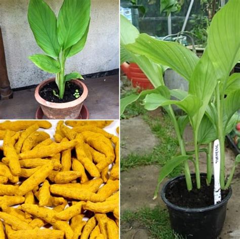 Growing Turmeric In Pots Containers Indoors Agri Farming