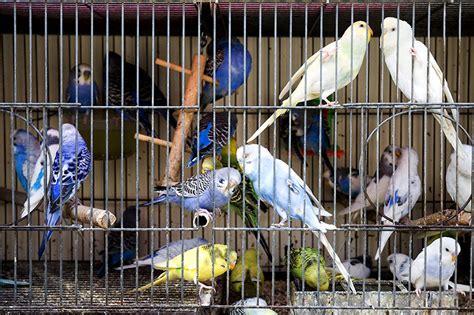 Budgie Keeping Tips For Beginners Budgie Keeping Budgies Guide
