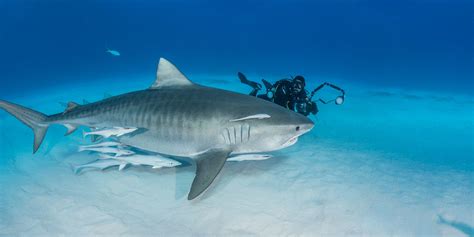 Diving With Tiger Sharks Lemon Sharks Caribbean Reef Sharks Nurse