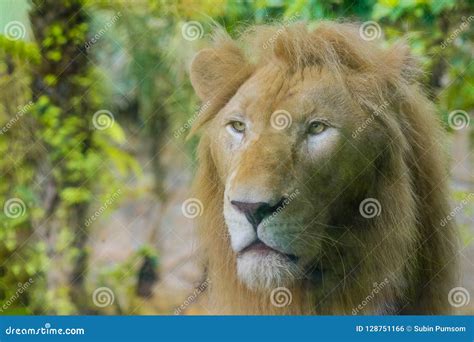 Pair Of Adult Lions In Zoological Stock Photo Image Of Carnivore