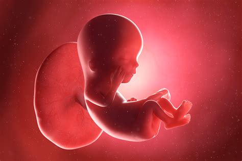 Semana 12 Del Embarazo Síntomas Desarrollo Del Bebé Y Recomendaciones