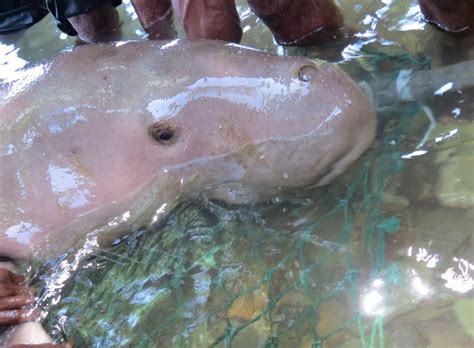 Gambar mewarnai ikan duyung ala model kini. Wah! Warga Fakfak Pelihara Ikan Duyung