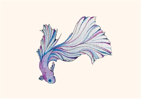 Betta Fish Watercolor One Of My Favorite Recent Pieces Rpainting