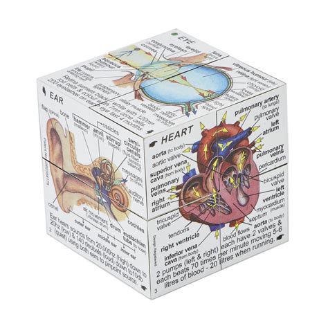 The human body is everything that makes up, well, you. Human Body Cube - E8H47701 | Findel International
