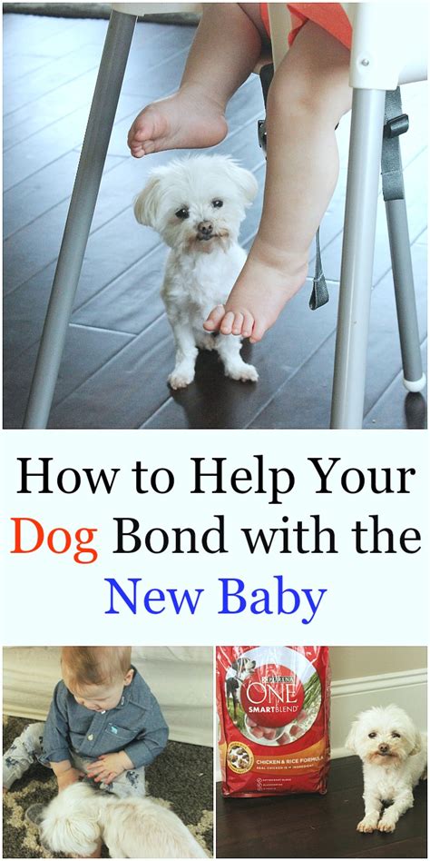 How To Help Your Dog Bond With The New Baby Logan Can
