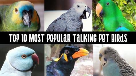 20+ the best pet birds for kids. Top 10 Most Popular talking pet Birds | Talking Parrots ...