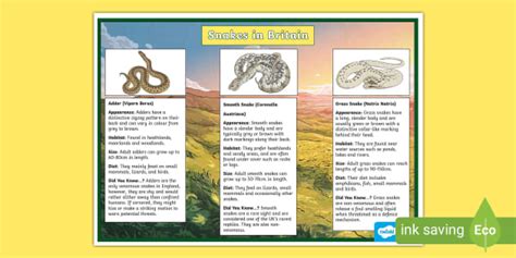 British Snakes Display Poster Teacher Made Twinkl