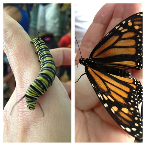 monarch butterfly education for free dancetta is a butterfly lover and hosts an educational