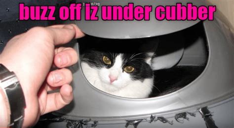 Spy Cat Is Spying Lolcats Lol Cat Memes Funny Cats Funny Cat
