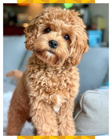 Find cavapoo breeders through lancaster puppies. Cavapoo Puppies: Information, Characteristics, Facts ...