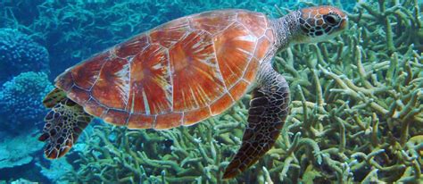 Where To See Turtles In Australia Austravel Blog
