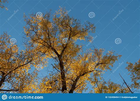 Yellow Autumn Autumn Foliage Of Trees Against The Blue Sky Stock Photo