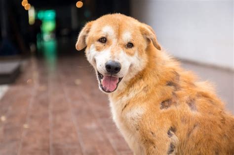 Inflammatory Skin Disease In Dogs Symptoms Causes And Treatments