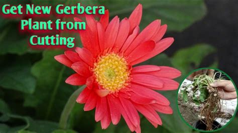 Propagation Of Gerbera Plant How To Get New Gerbera From Cutting