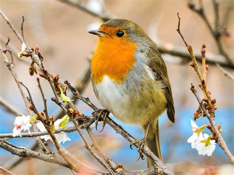 More Than 800000 Songbirds Illegally Killed On British Military Base