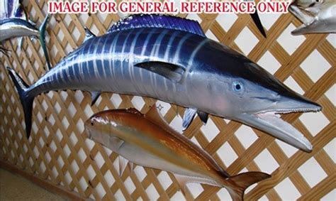 53 Inch Wahoo Full Mount Fish Mount Replica Reproduction For Sale