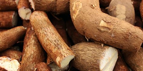 New Disease Resistant Cassava Variety Developed In Kenya Agriculture