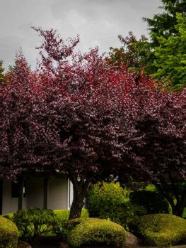 Browse our flowering trees for sale including crape myrtle trees, dogwoods, and magnolia trees. Newport Flowering Plum For Sale Online | The Tree Center