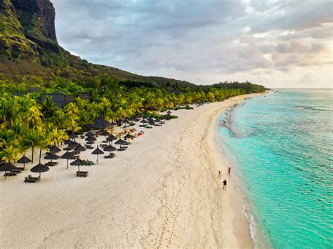 La Palma Delle Mauritius Va Verso Lestinzione I Tentativi Estremi Per