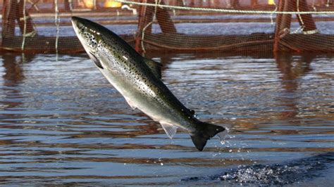 800 Endangered Salmon Released Into Bay Of Fundy Rivers Ctv News