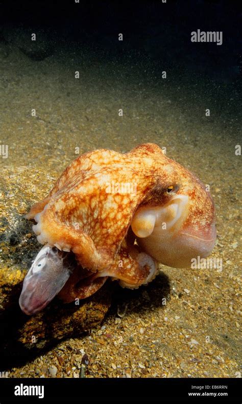 Lesser Octopus Hi Res Stock Photography And Images Alamy