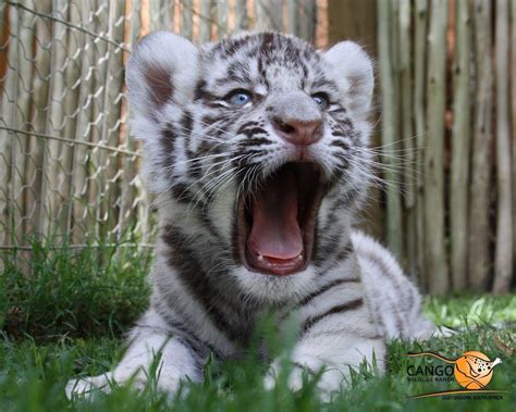 White Tiger Cub Wallpapers Wallpaper Cave