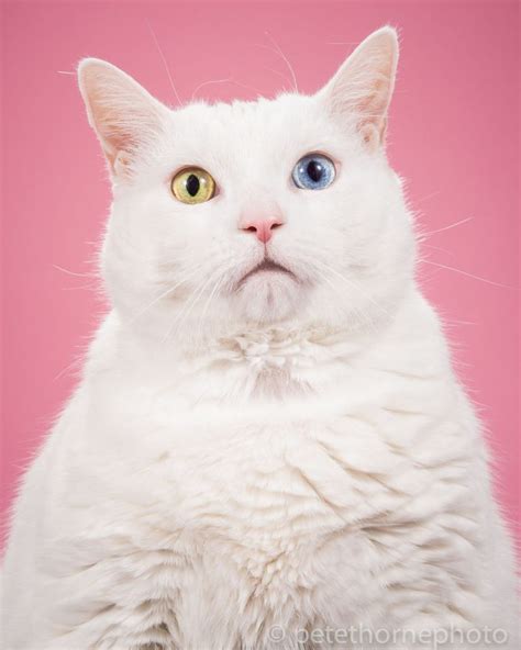 Photo Series Of Cute Fat Cats