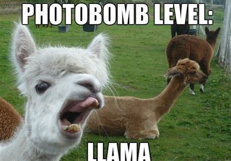Funny Llama Pictures With Captions