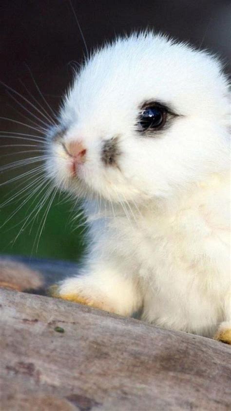 Captivating Rabbit Rabbits Cute Animals Funny Animal