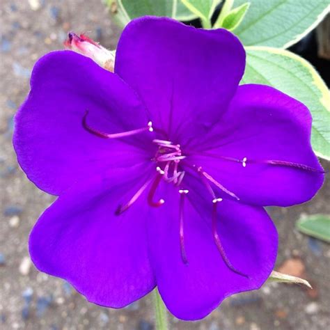 After she's forced to leave her castle, she befriends the lovable seven dwarfs and discovers her own happy ending. Princess Flower Variegated