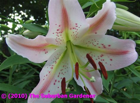 The Suburban Gardener Oriental Lily Mondriaan